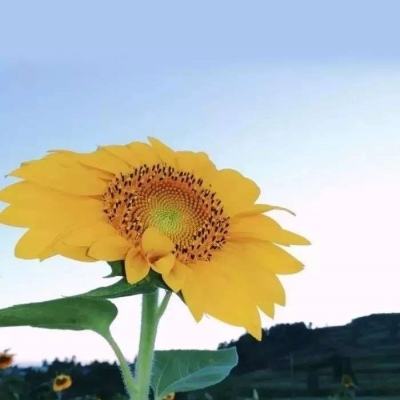 在线模拟猫游戏下载